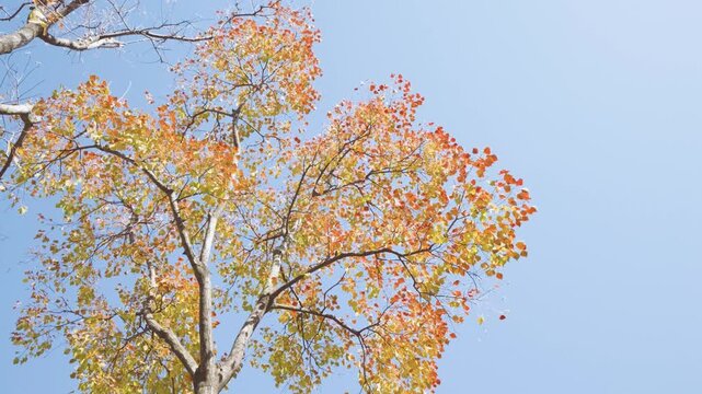 Low angle view of branches of colorful Chinese tallow tree against blue sky in sunny autumn day, red, orange and green leaves sway in wind, 4k real time footage.