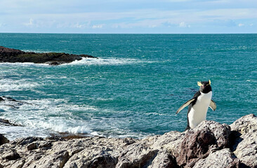 Rock hopper Penguin looking into the distance while in front of the ocean © Tristan