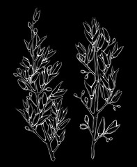 Branches of dried lilac flowers. Black and white line art. Isolated twigs. Minimalist floral hand-drawn illustration.