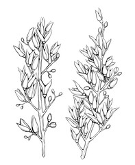 Branches of dried lilac flowers. Black and white line art. Isolated twigs. Minimalist floral hand-drawn illustration.