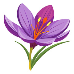 Fototapeta premium Vibrant purple crocus flower in full bloom with green leaves