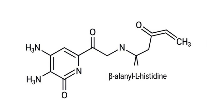 Molecular Representation of Beta-Alanyl-L-Histidine Dipeptide for Biochemical Studies