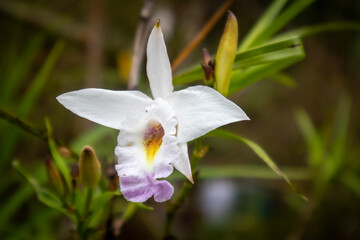 Beautiful bamboo orchid in the garden