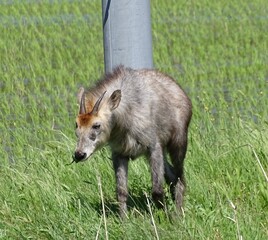 田に現れたニホンカモシカ