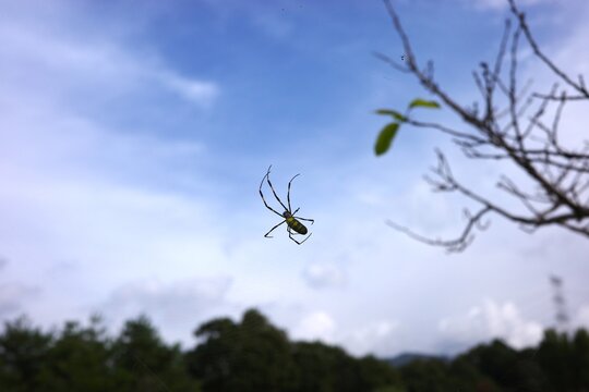 Joro spider (Nephila clavata) on its web with blurred nature background