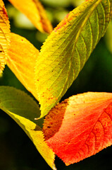 yellow leaf of the leaves