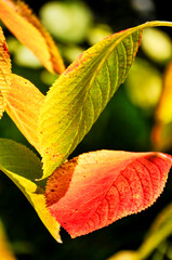 autumn leaf on a green background