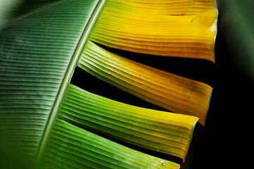Banana Tree Leaves 