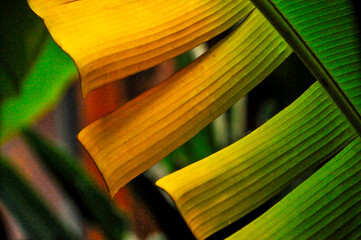 Banana Tree Leaves 
