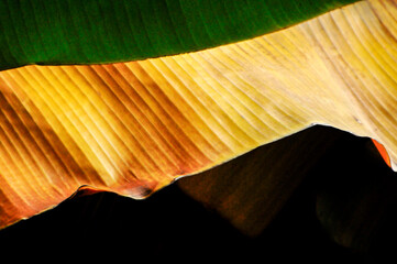 Banana Tree Leaves 