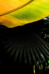 Banana Tree Leaves 