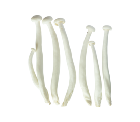 white enoki mushroom isolated