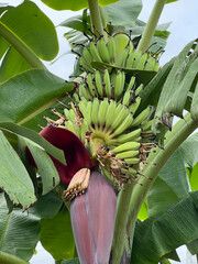 banana flower with a bunch of banana.