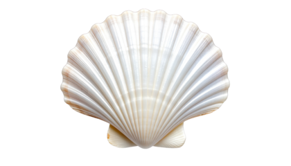 Close-up of a perfectly symmetrical, white seashell against a stark black background