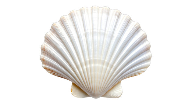 Close-up of a perfectly symmetrical, white seashell against a stark black background