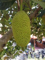 Single green unripe jackfruit hanging from a tropical tree branch. Close up view of the rough, spiky texture of a young jackfruit. Oval fruit of the jackfruit tree against a blurred background.