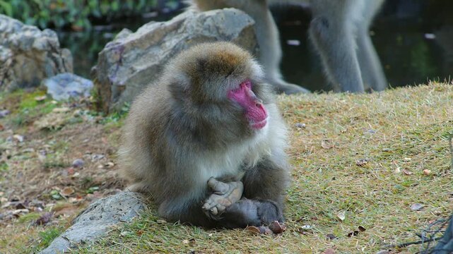Red faced Macaque monkey lies down to sleep beside forest pond, closeup