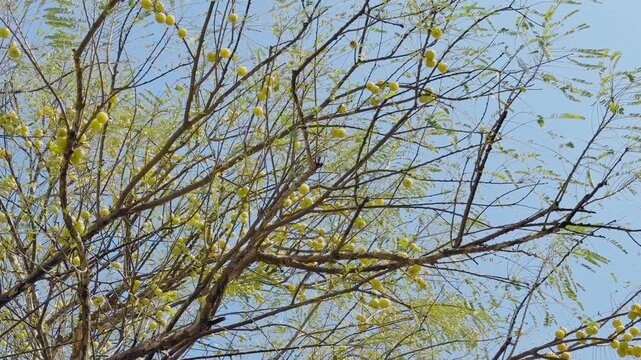 Wide view of an amla tree filled with round yellow fruits and thin feathery leaves swaying softly against a clear blue sky, capturing the tree&rsquo;s airy and vibrant texture.