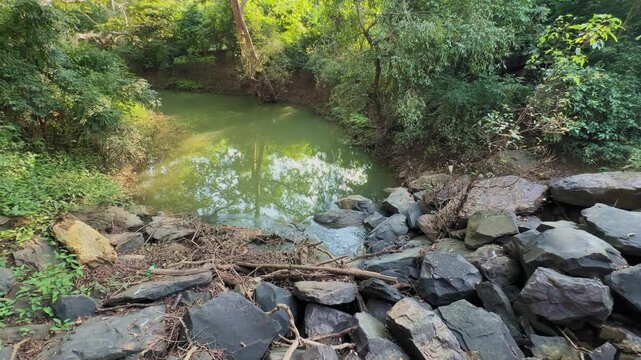 A calm forest stream forms a still green pool, bordered by scattered dark rocks, fallen branches, and dense trees reflecting softly on the water surface.