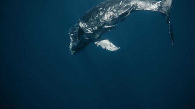 Humpback circles slowly, illuminated by faint surface glow drifting into the depths, cleaning fish attach around at edge, swirling down