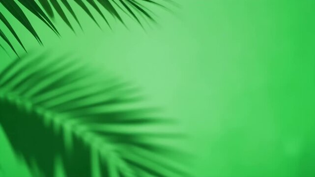 Vibrant green palm leaf shadow on bright background