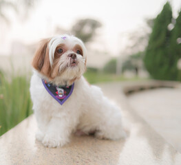 Shih Tzu com bandana roxa e laço, sentado ao ar livre sobre piso de pedra. Cena charmosa, com fundo verde desfocado e expressão fofa e tranquila.