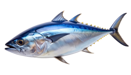 A side view of a tuna fish with iridescent blue and silver scales, isolated