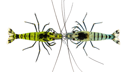 Two colorful freshwater shrimp facing each other against a black background