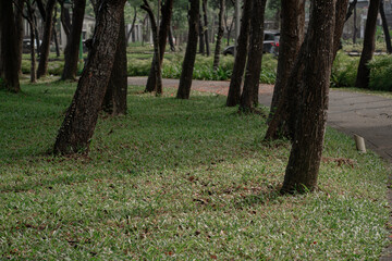 Dark tree trunks standing on green grass lawn in city park. Natural landscape background with paved path.