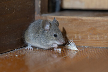 家の中のハツカネズミ