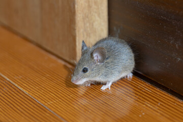 家の中のハツカネズミ