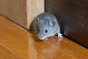 家の中のハツカネズミ