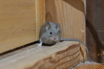 家の中のハツカネズミ