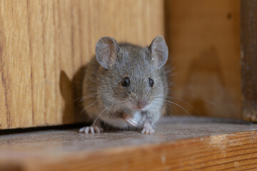 家の中のハツカネズミ