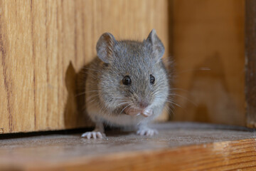家の中のハツカネズミ