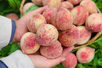 Fresh Blood Peaches in Hand at Orchard