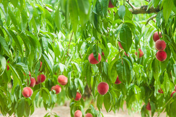 Fresh Red Peaches on Tree in Orchard © Nguyen