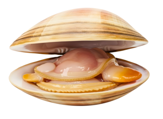 Clam shell opened showing meat