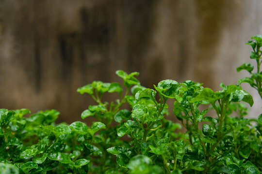 Selected focus photo of a Brazilian vegetable plant with a blurred background