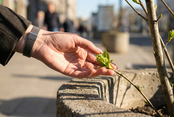 Hand gently touching fresh green leaves on a sunny spring day
