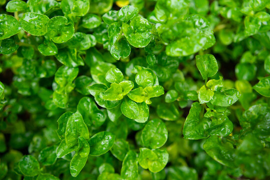 Selected focus photo of a Brazilian vegetable plant with a blurred background