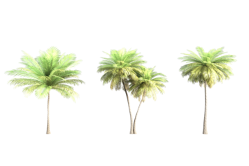 Three green palm trees isolated against a white background.