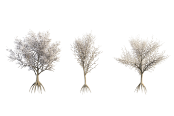 Three blossoming trees with exposed roots stand against a white background.