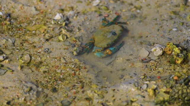 A close-up shot of a small, vibrant blue and green crab or mudskipper in a shallow tidal pool on a sandy beach in Bar Al Hickman, Al Sharqiyah, Oman. The clear water and natural habitat are visible, w