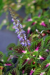 A flowering Coleus plant. Coleus scutellarioides