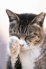 Fototapeta premium Cat grooming face with paw in soft natural light