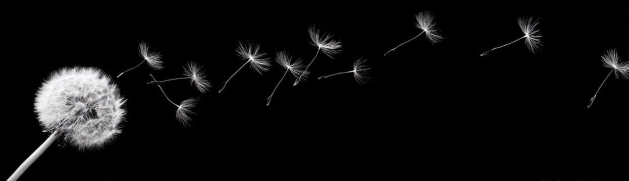 Dandelion seeds dispersing in the wind against a dark background