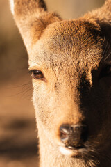 Fototapeta premium Close up portrait of wild deer in warm golden light
