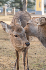 Fototapeta premium Two wild deer showing gentle interaction in natural setting