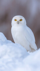 Alert white nature owl animal bird wildlife portrait animal portrait background white background studio shot isolated sitting watching eye head beak feather brown black peaceful natural light